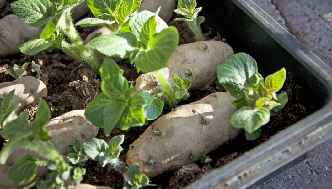 Potatis förgror i jord i mars-april.