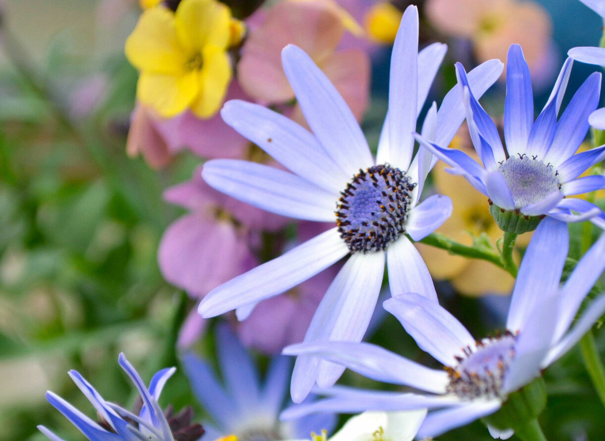 Det första vårtecknet är små blommor som dyker upp i rabatterna.