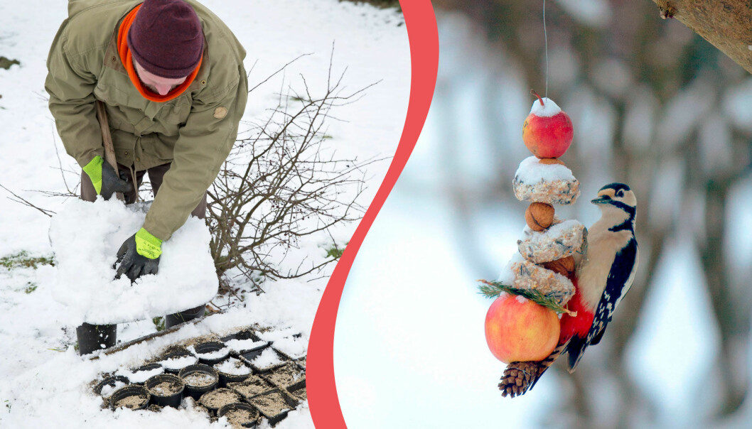 Delad bild. Till vänster: Gräv ner sådder under snö för att köldstratifiera. Till höger: En fågel äter i trädgården under vintern.