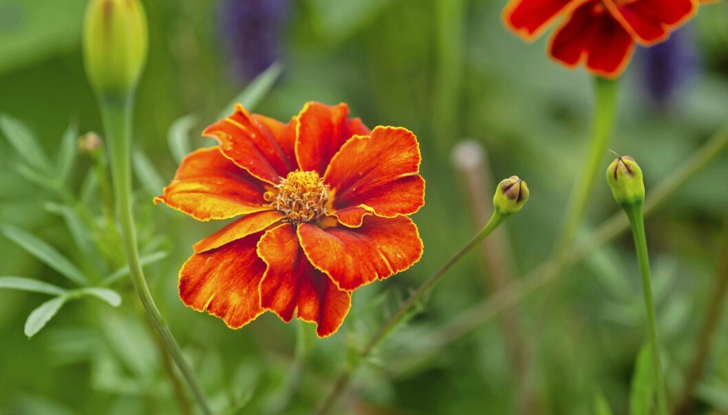Linnétagetes i trädgården.