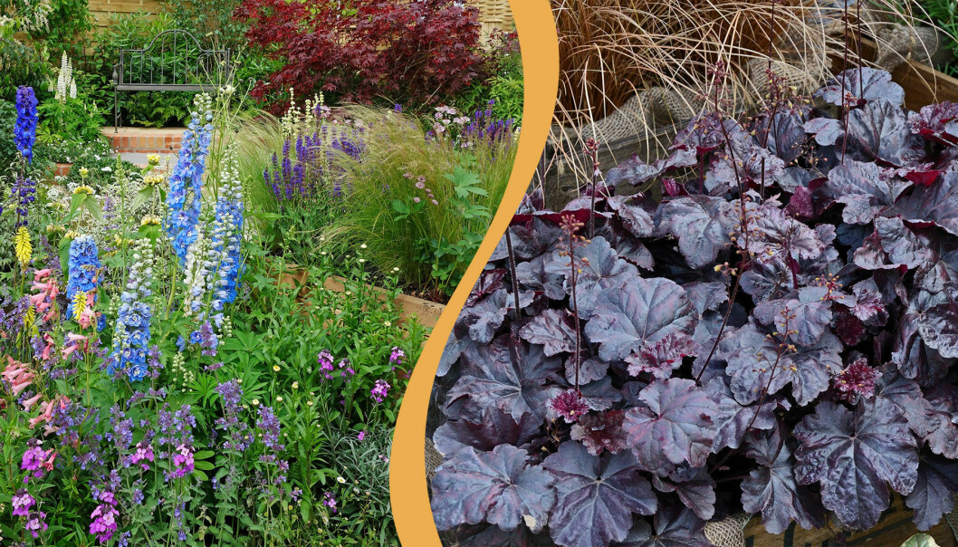 Två olika blomningar i trägården – som trädgårdsmästarna tipsar om i texten.