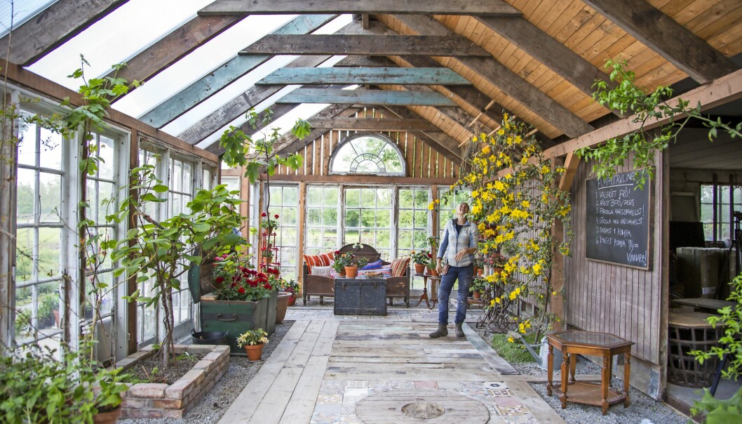 Det vackra orangeriet har en Karin Larsson-inspirerad del. Här syns redaktören Eva Robild bredvid den exotiska gulblommande fremontian. Trädgårdstiders redaktör Eva Robild i det vackra orangeriet i säsong 2021.