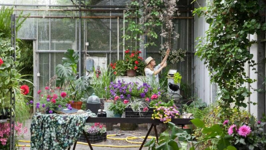 I sommar ska vi experimentera mycket trädgården. Kreativ förädling ska förstärka de bästa egenskaperna. nya innovationer