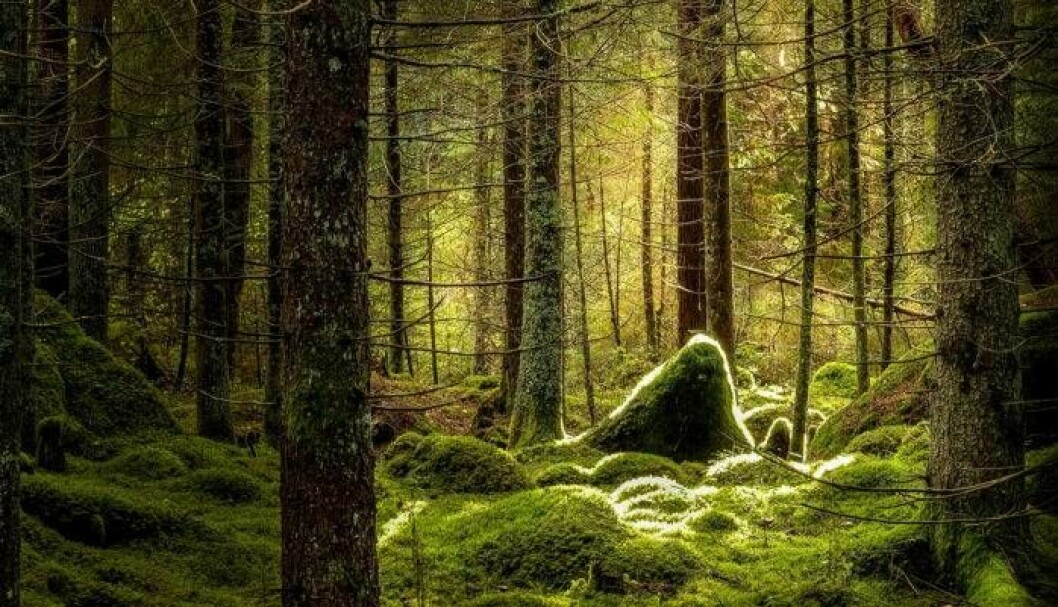 Skogsduscha. Byt asfalt mot mossa och må bättre! Foto: IBL En mossig skog.
