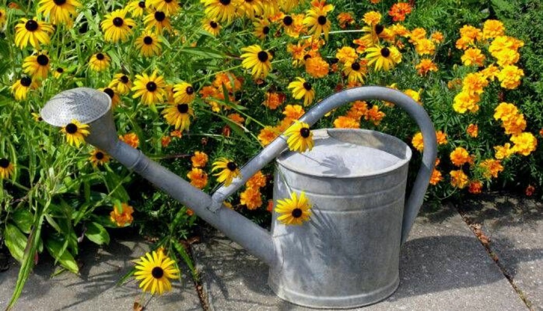 Gult är den färgen som kommer lysa starkast i år. Foto: IBL Tagetes och gula rudbeckior.