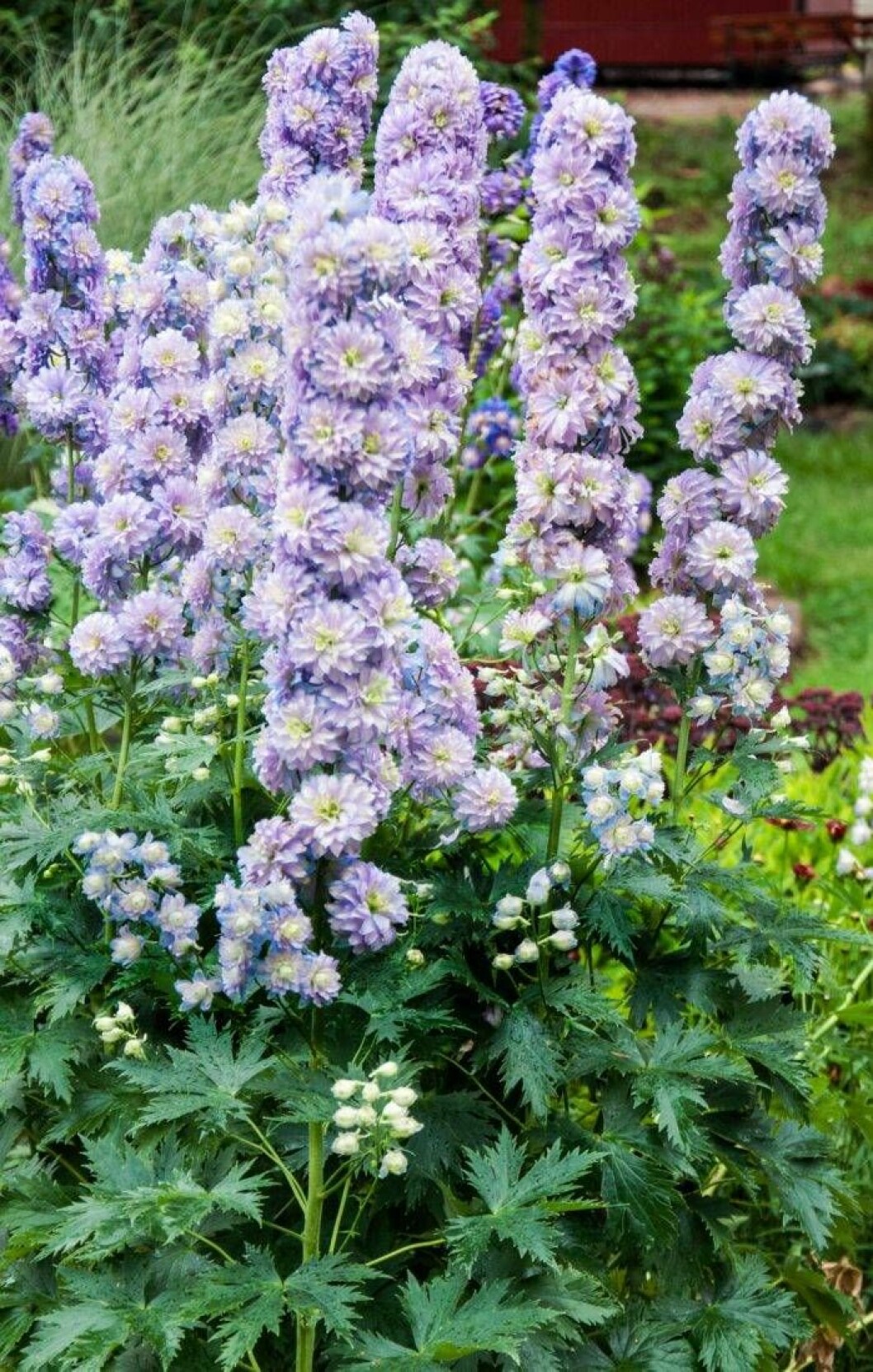 Pampiga trädgårdsriddarsporren Delphinium (Elatum-Gruppen) ’Moon Light’ ingår i en serie med flera olika färger. Detta är en av Maries favoritperenner. Foto: Perenner.se Trädgårdsriddarsporren Delphinium