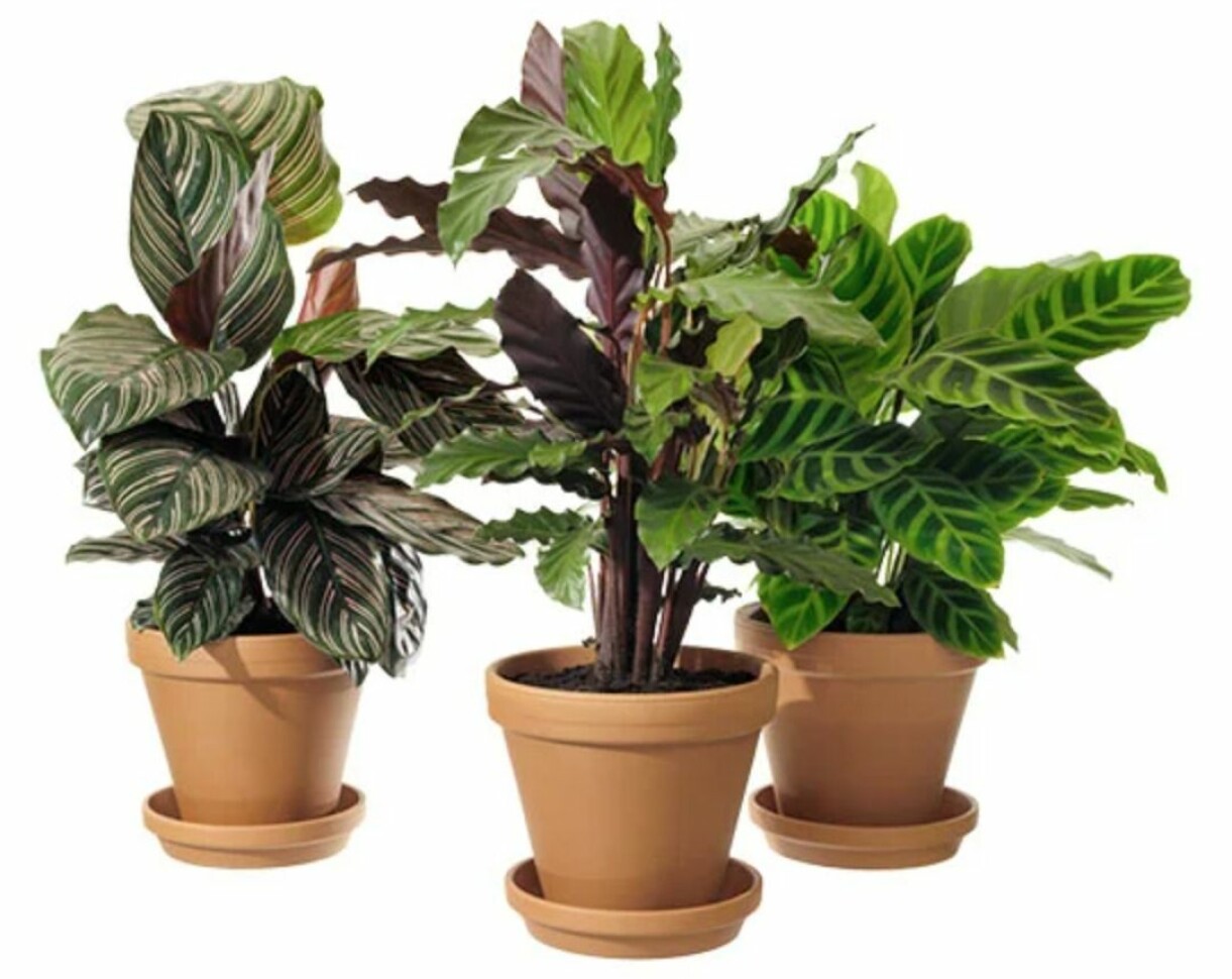 Trendig Calathea i kruka