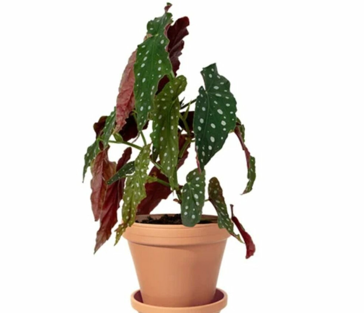 Trendig forellbegonia i kruka