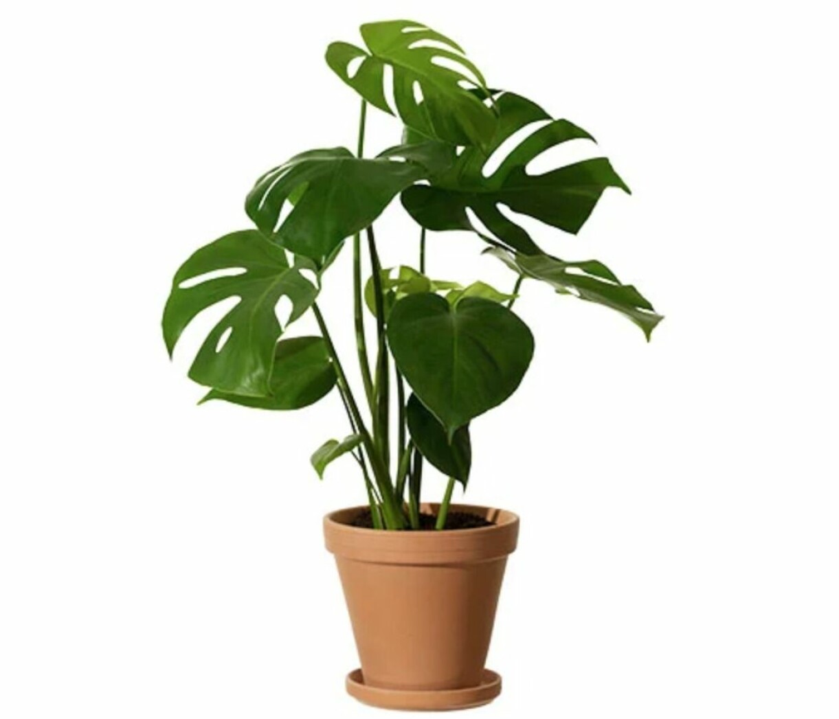 Trendig och vacker Monstera i kruka