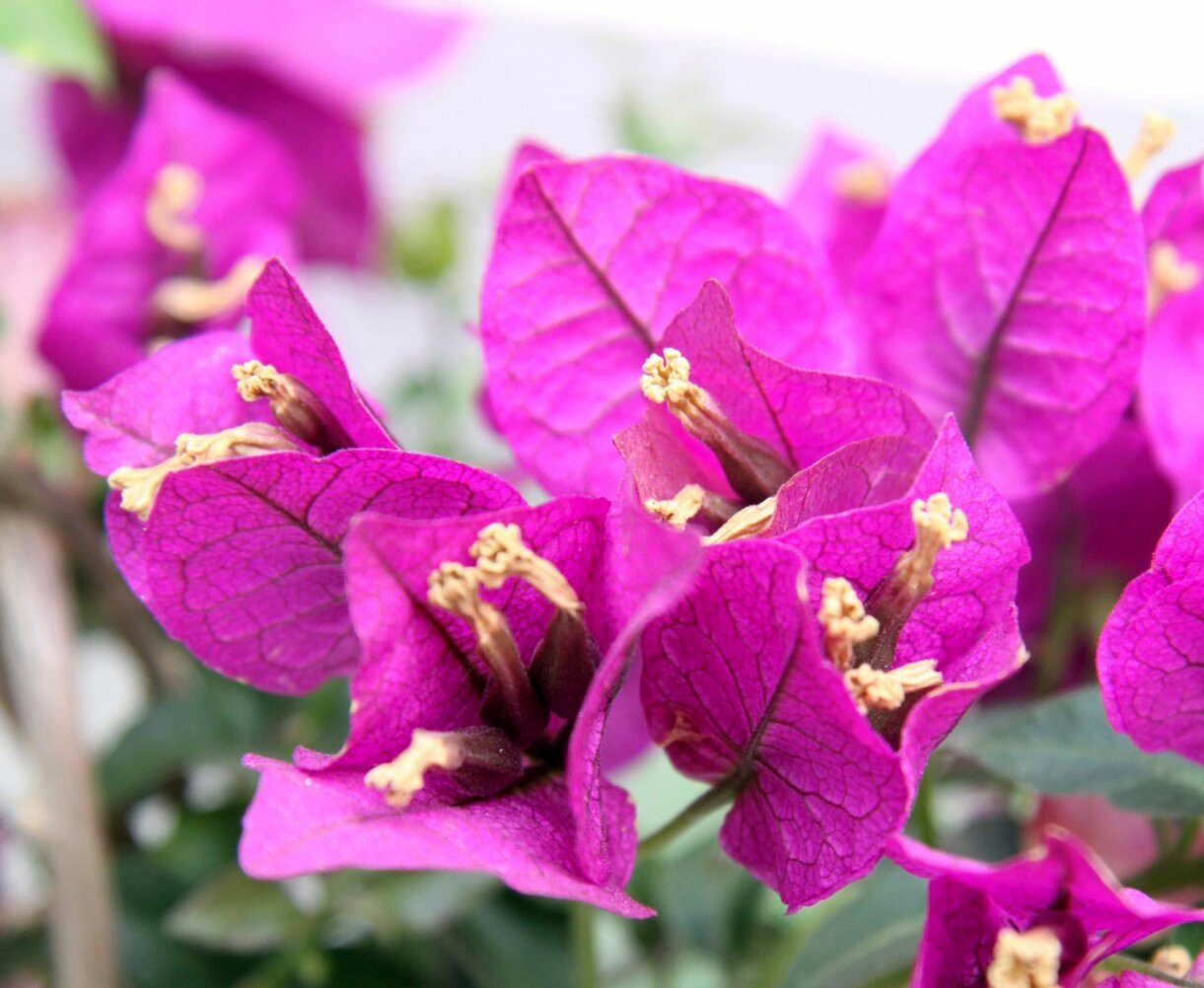 Lila trillingblommor blommar i ett uterum.
