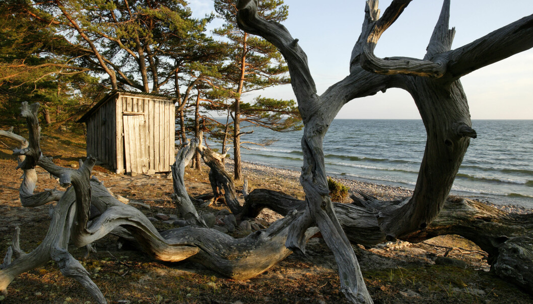 De vindpinade barrträden på Öland böjer sig i magiska former i en skog alldeles intill havet. Foto: Mats Wilhelm/TT Trollskogen på Öland.