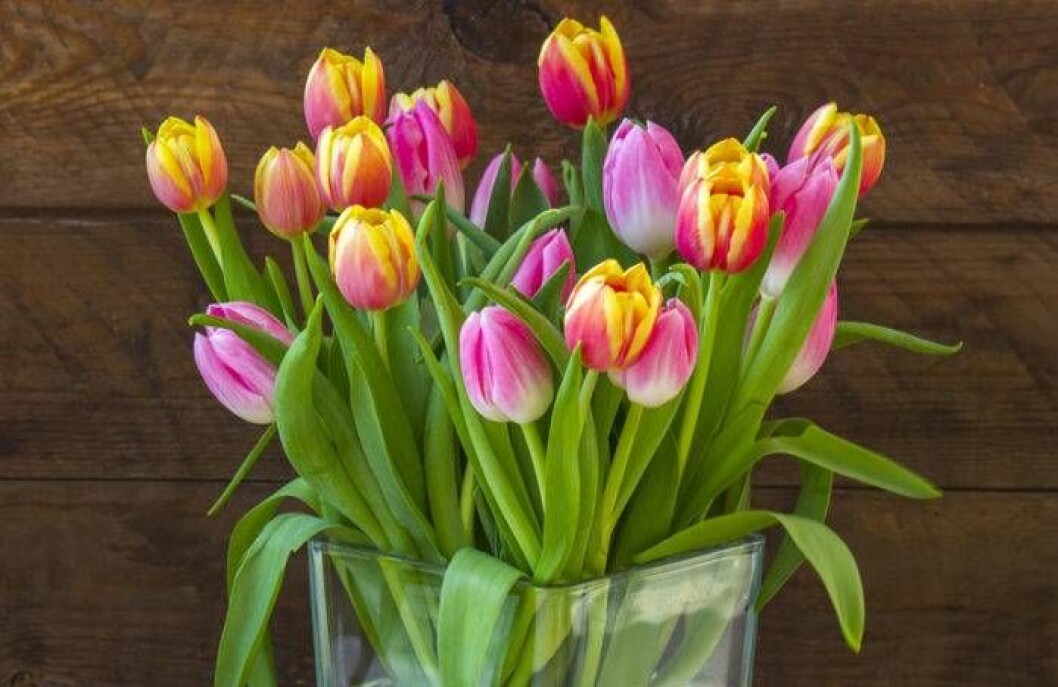 Tulpaner ska ha kallt vatten och helst stå svalt, inte i direkt solljus. Foto: Shutterstock/IBL Bildbyrå Tulpaner ska ha kallt vatten och helst stå svalt, inte i direkt solljus.