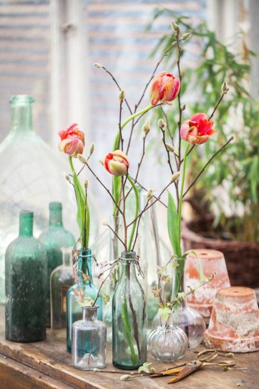 Franska tulpaner – lite elegantare. Foto: Malin Björkholm Franska tulpaner – lite elegantare.