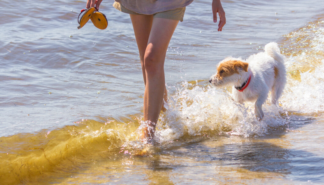 Se upp för giftalger! De är mycket farliga för din hund och kan leda till förgiftning. Foto: Shutterstock/TT Undvik vatten med alger, hunden kan bli förgiftad.