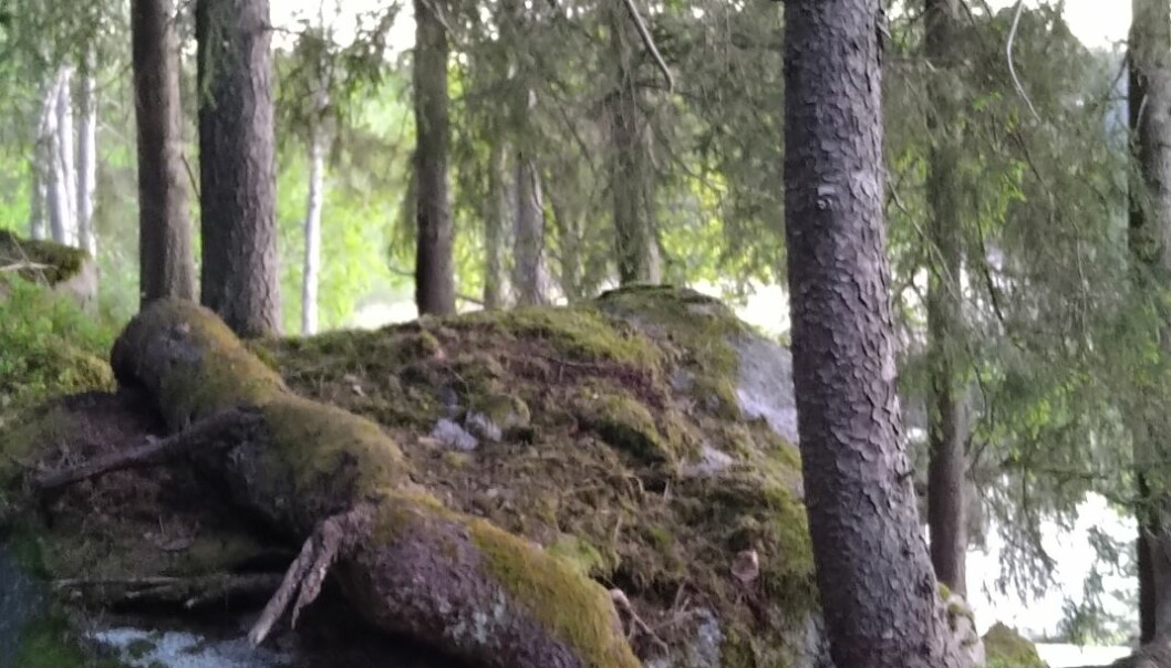 Gran vid sjön Trehörningen.