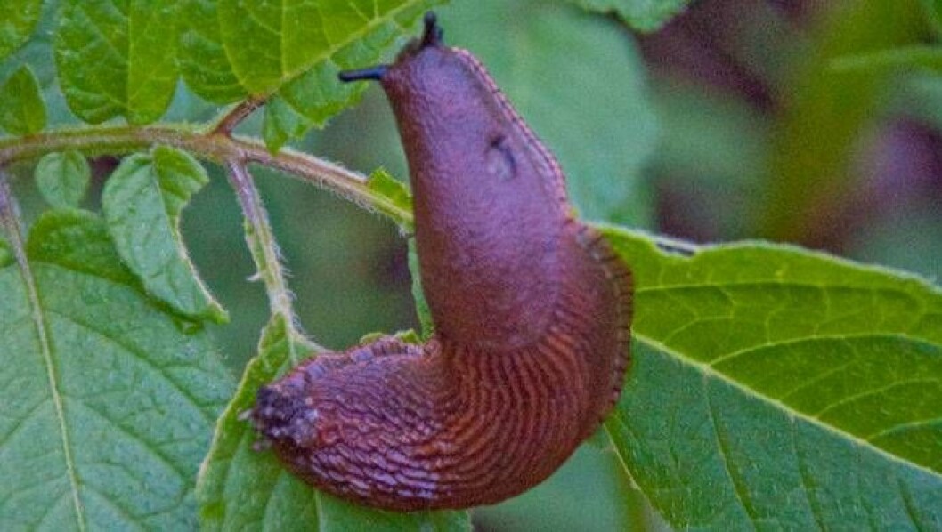 Foto: IBL En mördarsnigel äter ett blad.