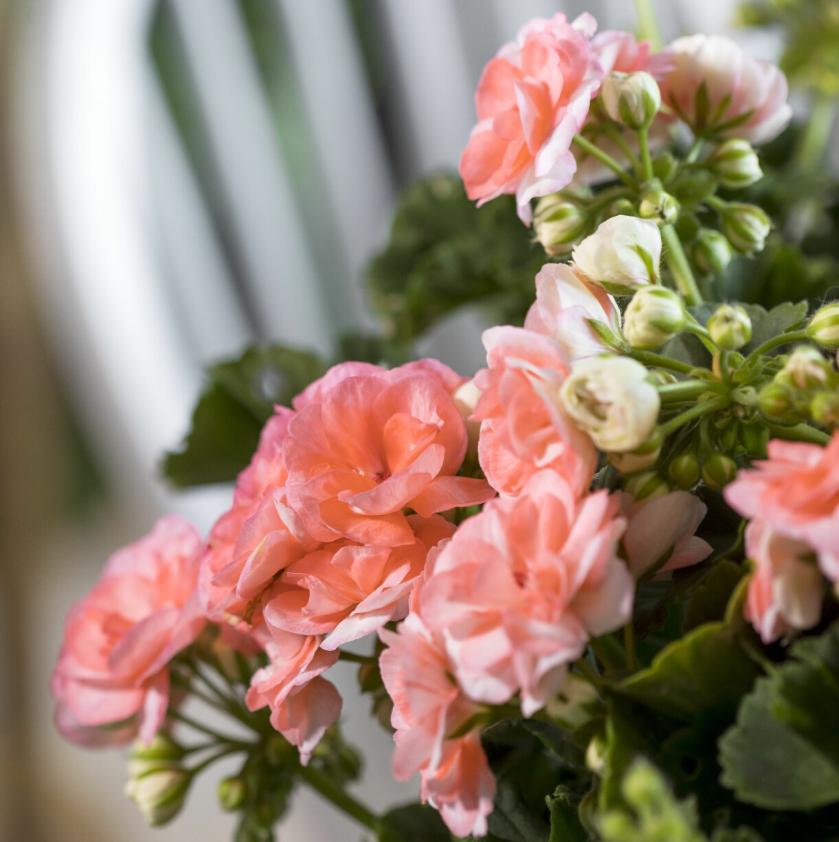 Närbild på blommorna på Årets pelargon 2021.