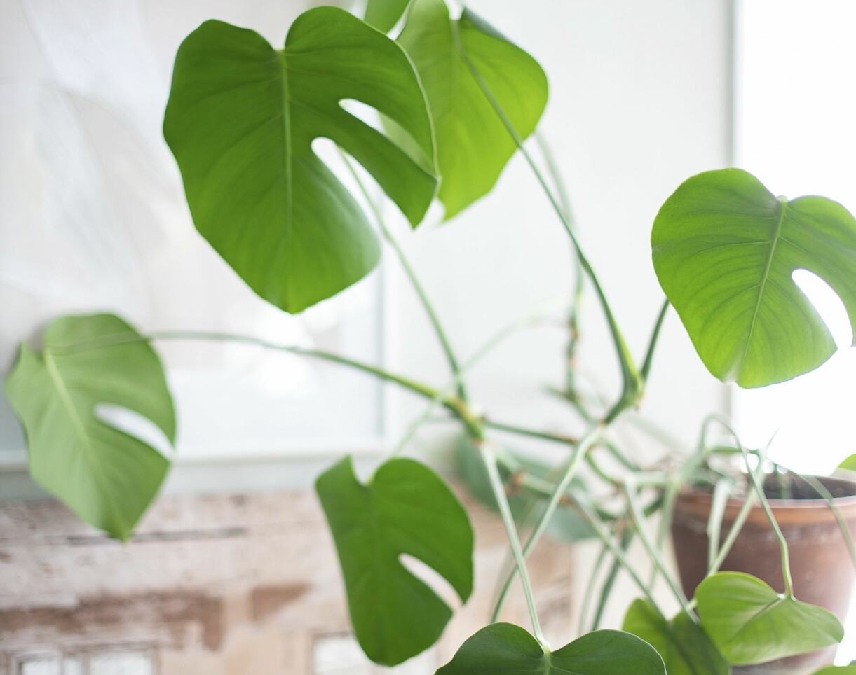 Vacker monstera med hål i de stora bladen.