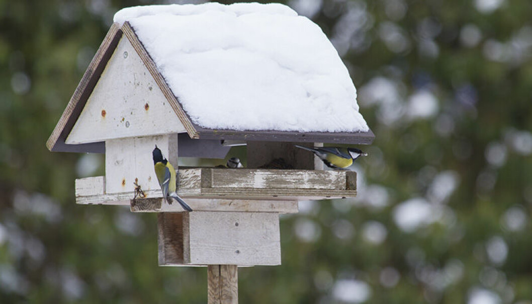 Här är sex saker du ska undvika när du matar småfåglar i vinter.