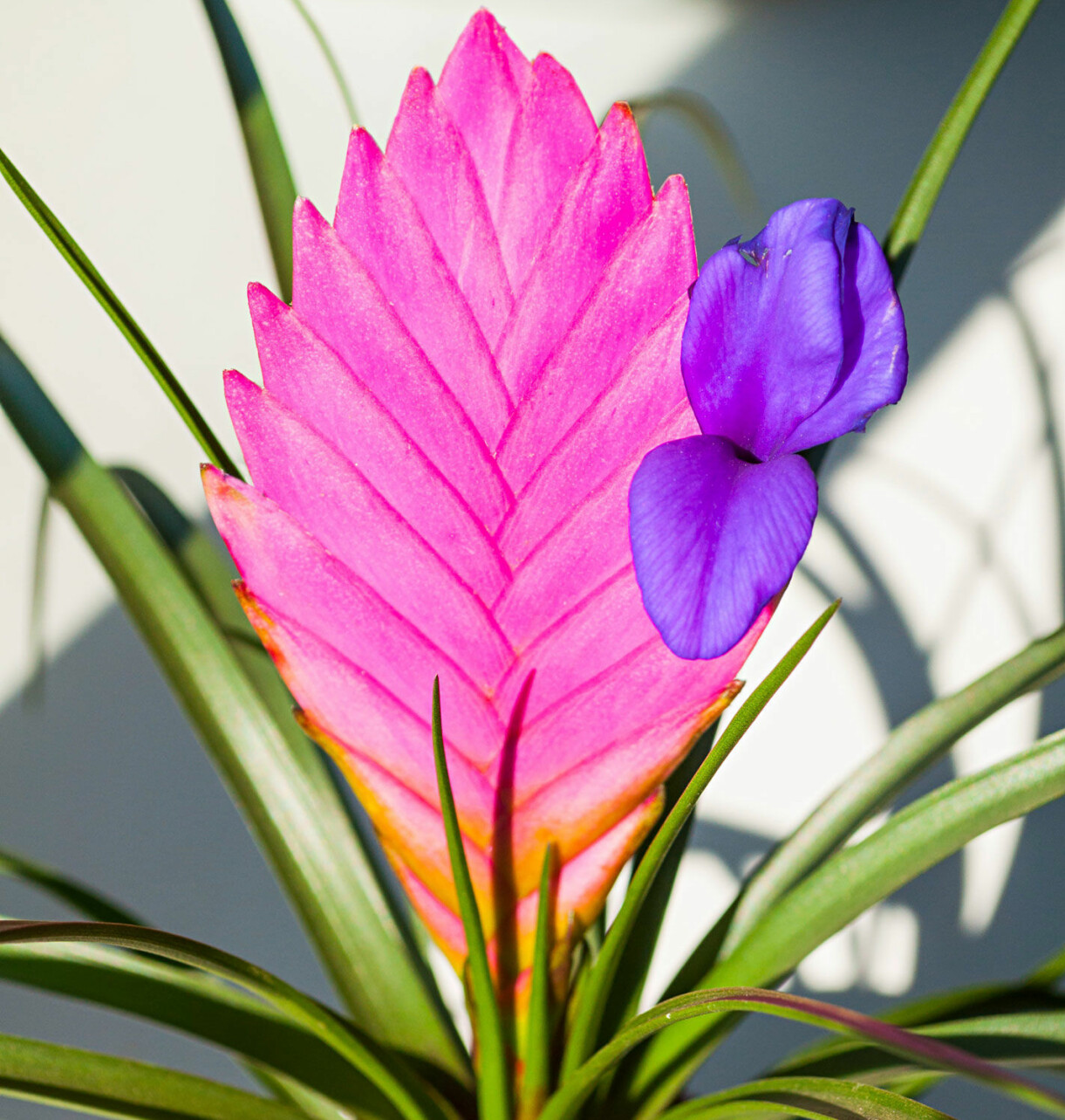 Väktaren i tornet, Tillandsia cyanea