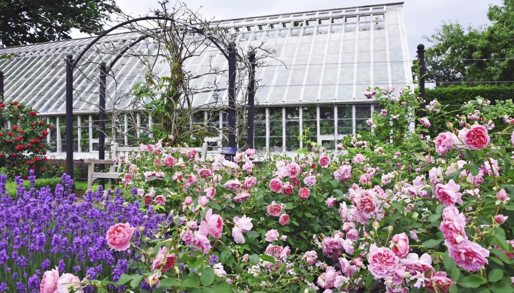 Genom att välja rosor som passar för läget och ge dem rätt skötsel kan du enkelt få en härlig rosenträdgård. Välj rosorna som passar på bäst ställe för att lyckas med rosenträdgården.