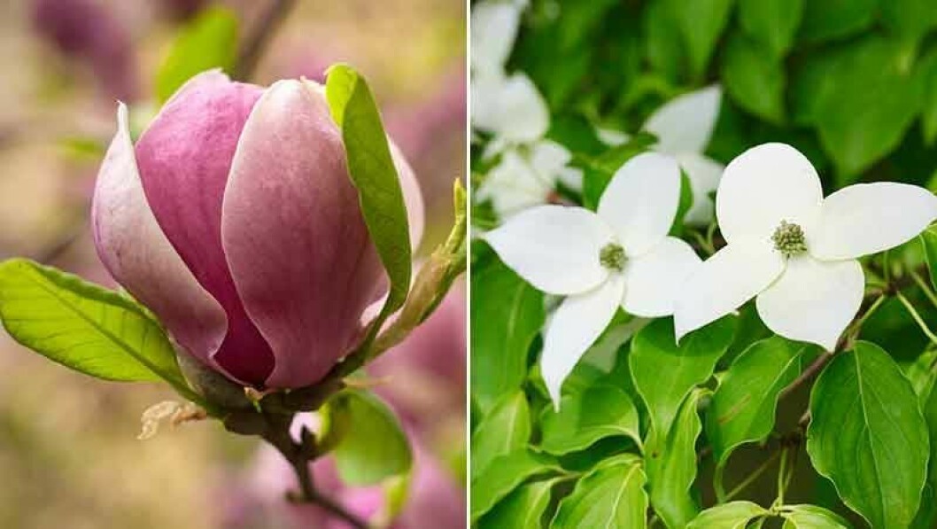 Magnolia och blomsterkornell är två praktfulla vårblommande träd.