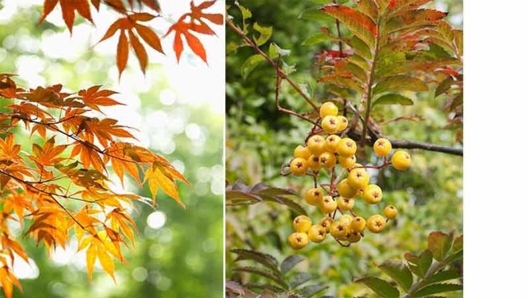 Japansk lönn, Acer palmatum. och ’Joseph Rock’, en vacker rönn som får citrongula bär.