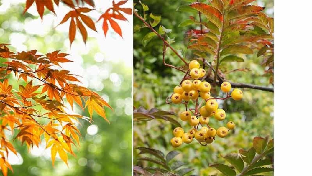 Japansk lönn, Acer palmatum. och ’Joseph Rock’, en vacker rönn som får citrongula bär. Japansk lönn, Acer palmatum. och ’Joseph Rock’, en vacker rönn som får citrongula bär.