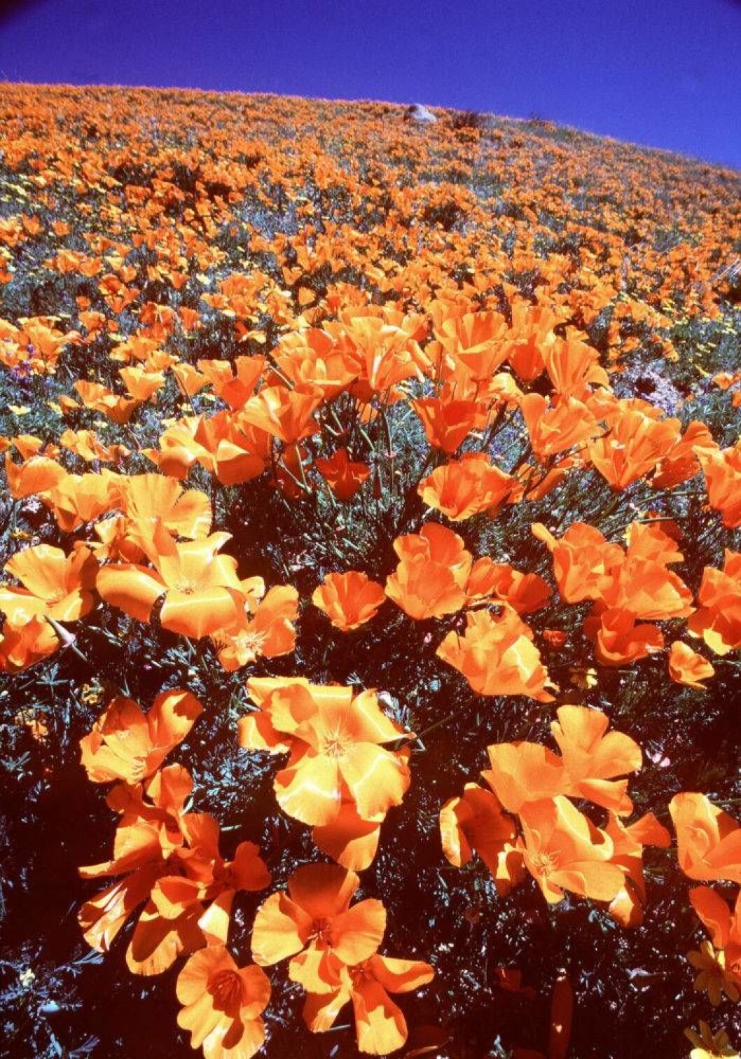 En äng av Kalifornisk vallmo. Den fria, ängsliknande, stilen är en av John Taylors favoriter. Foto: IBL Bildbyrå En äng av orange vallmo.