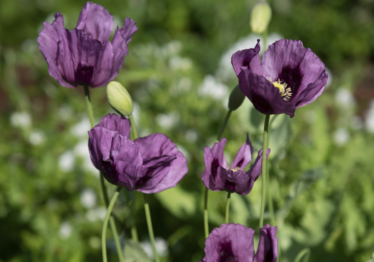 Sommardröm. En riktig skönhet är vallmon ’Hungarian Blue’ med stora enkla blommor i en sensationellt snygg mörkviolett nyans. Stjälkarna är
stadiga och efter
blomningen bildas vackra frökapslar
– fina i torkade arrangemang. Direktså
i varm jord. Självsår sig gärna. Impecta fröhandel. vallmon ’Hungarian Blue’.
