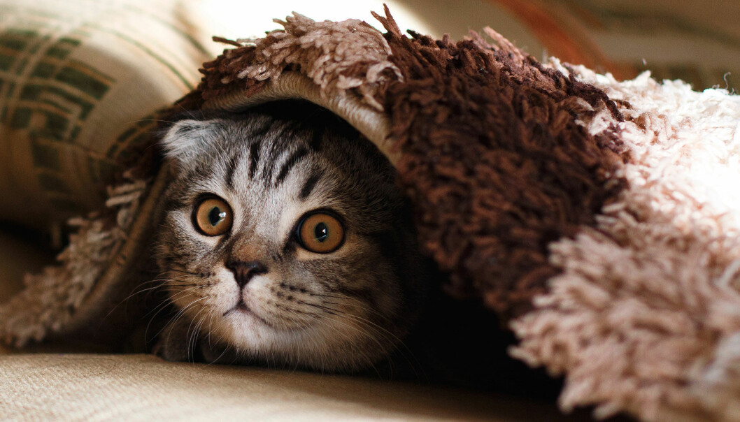 Katt som gömmer sig under en filt efter att ha varit busig.