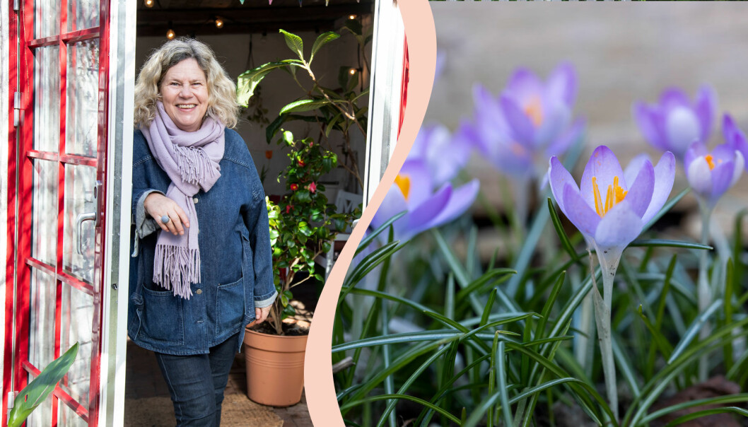 Gunnel Carlson i sitt orangeri och blommande krokusar i hennes vårträdgård.