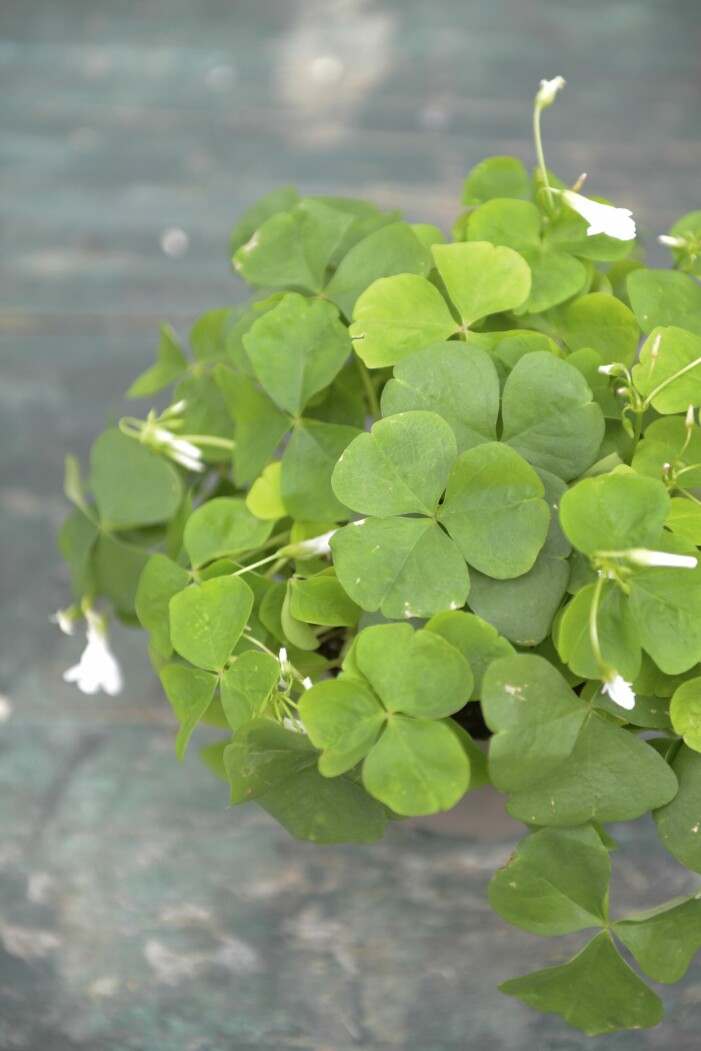 Triangeloxalis, Oxalis triangularis, kallas ibland lyckoklöver, finns med såväl gröna blad som vinröda. En krukväxt som trivs i kruka både inne och ute om sommaren. Bladen är ätbara och kan användas som dekoration i exempelvis sallader. Jorden bör vara lätt fuktig och stå ljust men inte i stark sol. Triangeloxalis, lyckoklöver.
