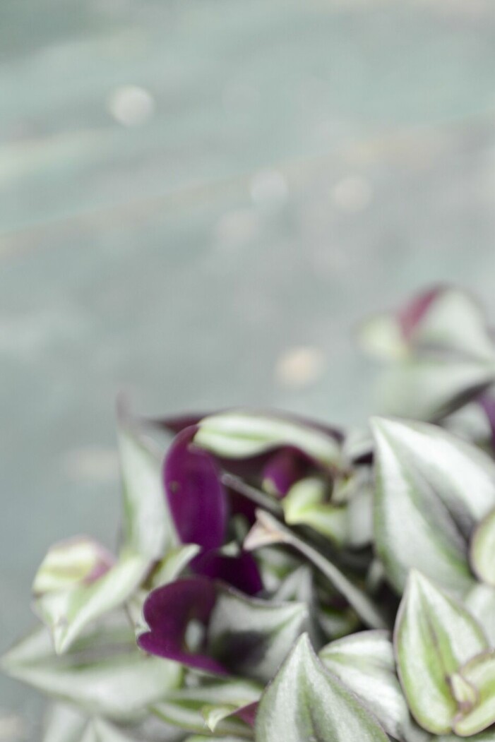 Zebrablad, <span class=" italic" data-lab-italic_desktop="italic">Tradescantia, </span>har vackert skiftande blad i grönt, lila och vitt. Vill stå ljus men inte i gassande sol. Låt jorden torka upp mellan vattningarna. Zebrablad, Tradescantia, med skiftande blad i grönt, lila och vitt.