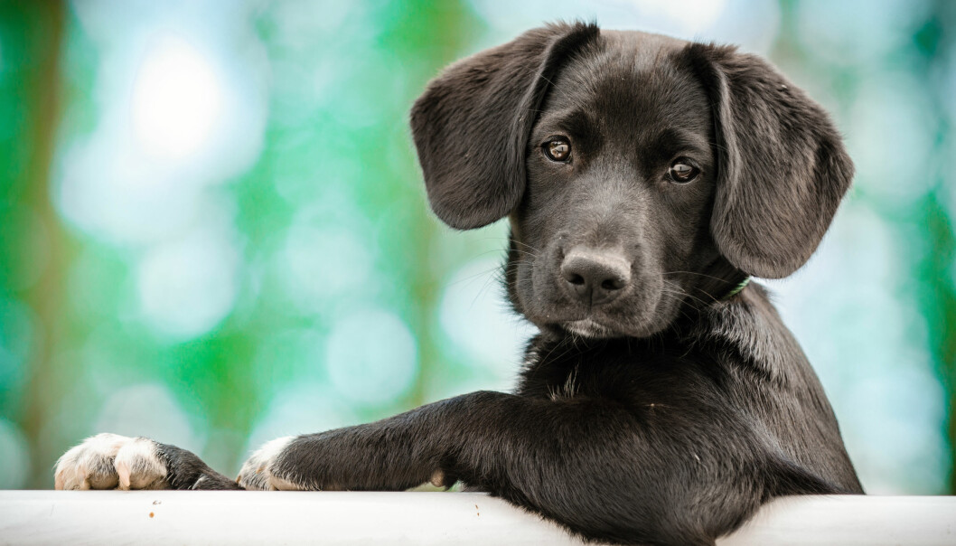 fördelar med att ha hund – för hälsan