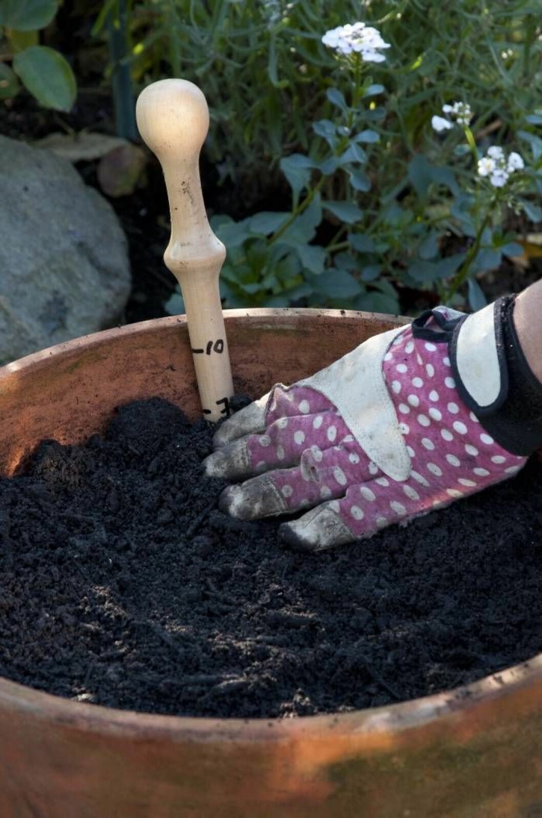 Förbereder jorden inför plantering av vårlök i kruka