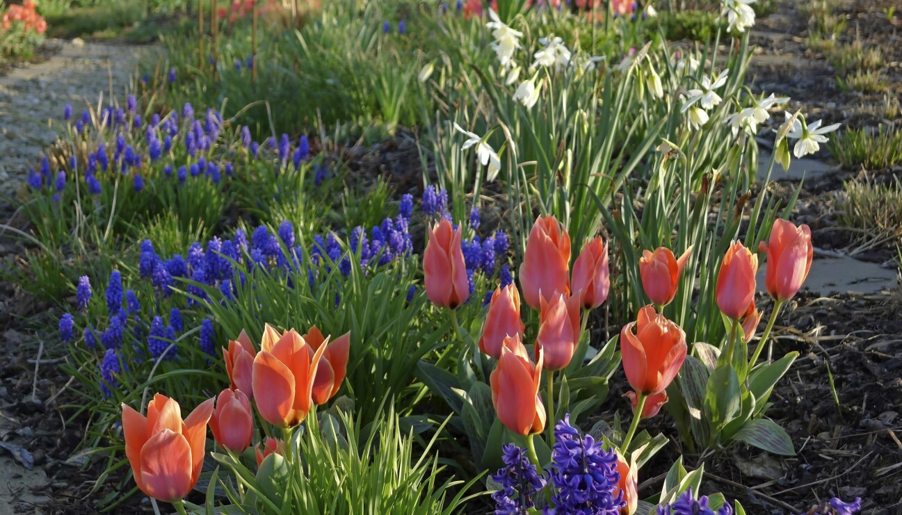 Vårens lökväxter
ger färg
och hopp!