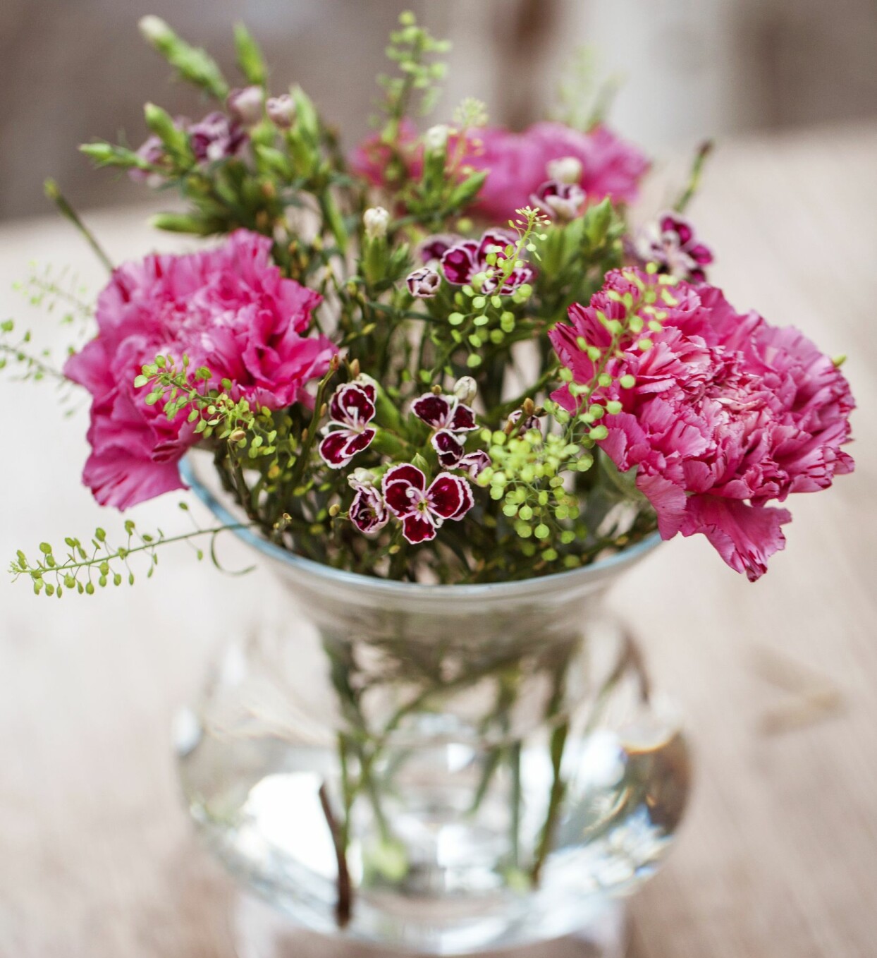 Foto: Malin Björkholm Vas med småblommig nejlika.