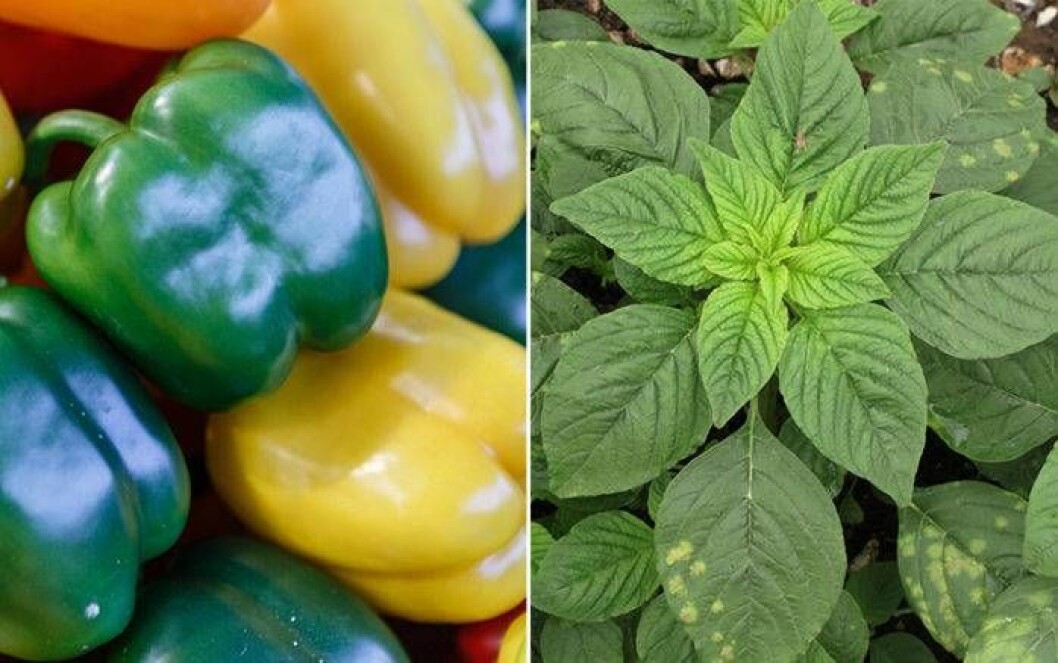 Paprika och svinamarant. Foto: IBL Paprika och svinamarant är växter som trivs ihop.