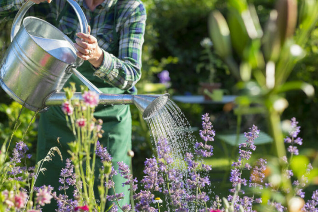Arbetet för att få en riktigt fin rabatt i sommar börjar på våren. Bild: Shutterstock/IBL trädgårdsklädd person vattnar med vattenkanna