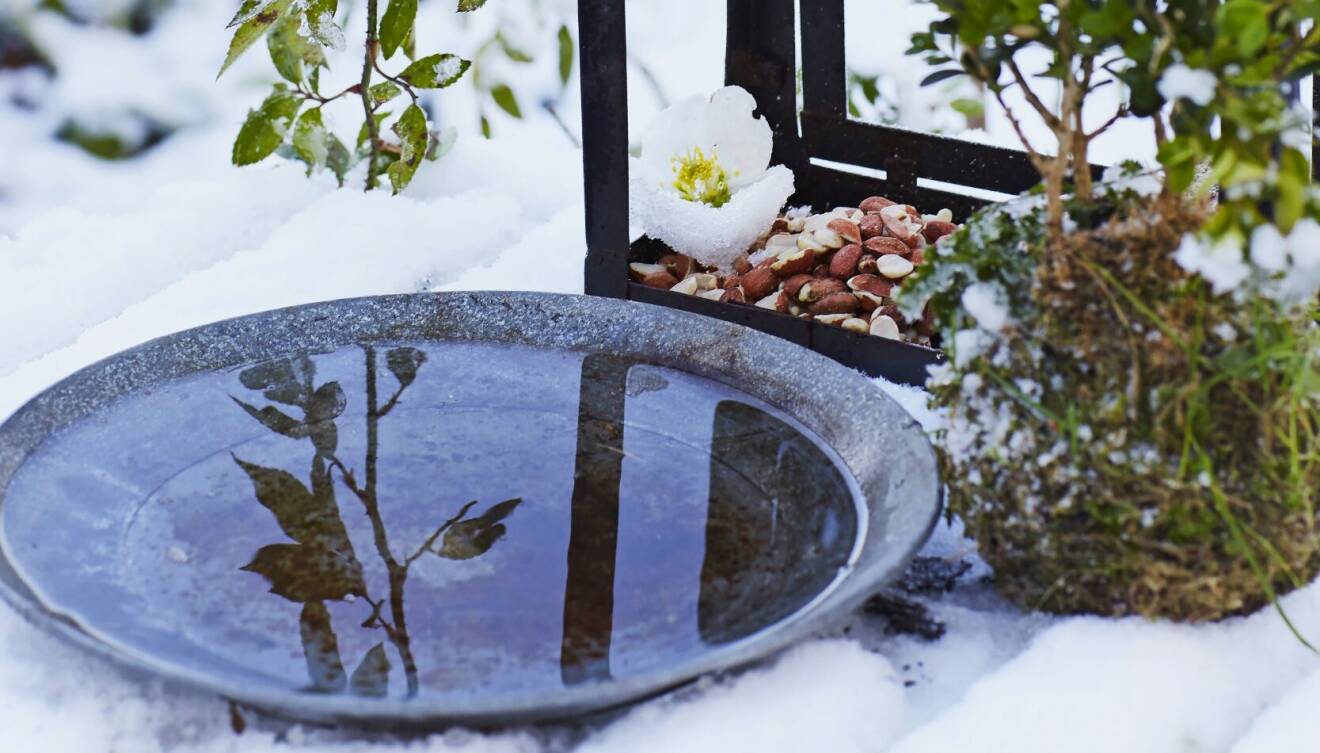 Kom ihåg en skål med friskt vatten, det kan fåglarna ha svårt att få tag på när temperaturen ligger under nollan.