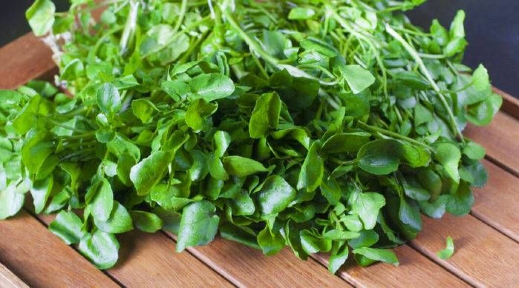 Foto: IBL Bildbyrå Källfräkne, eller vattenkrasse, passar utmärkt i en hälsosam sallad.