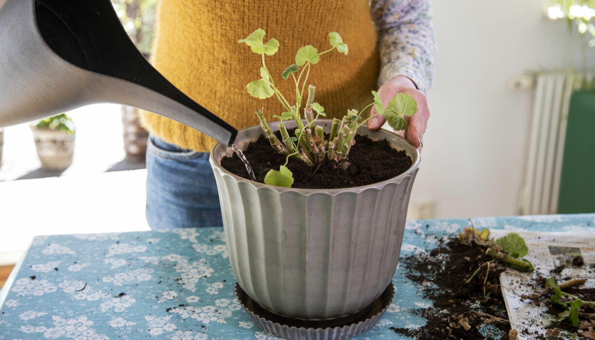 Vattna plantan lätt utan att jorden blir genomblöt.