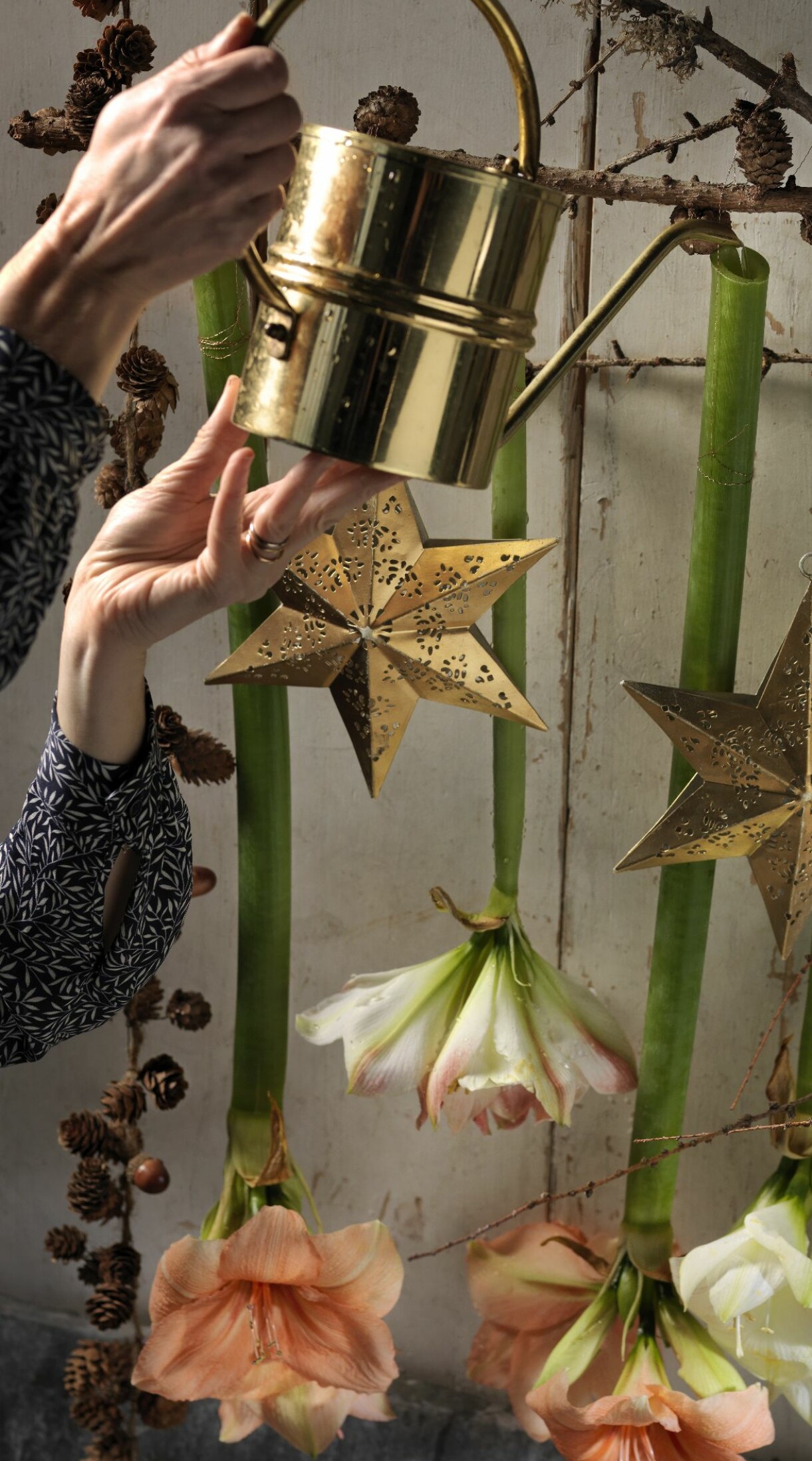 Vattna i stjälken på din amaryllis.