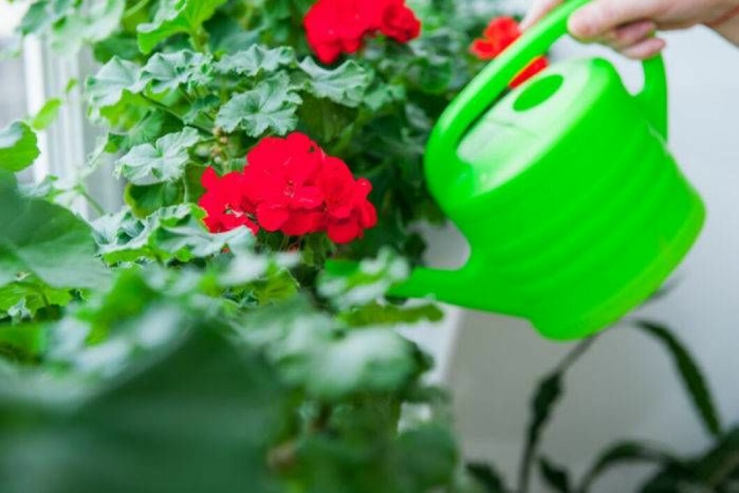 Pelargoner behöver vatten regelbundet. Foto: Shutterstock/IBL Pelargoner behöver vatten regelbundet.