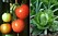 Tomat och kål är växter som trivs ihop. 
