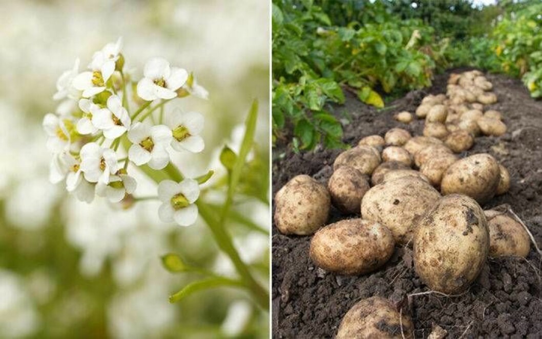 Strandkrassing och potatis. Foto: IBL Strandkrassing och potatis är växter som trivs ihop.