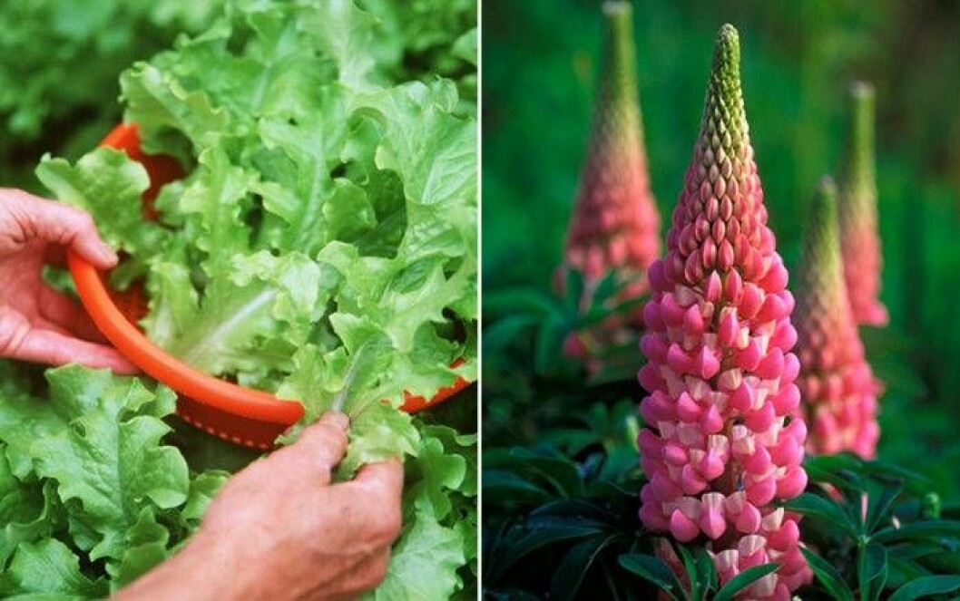 Sallad och lupin. Foto: IBL Sallad och höga blommor som exempelvis lupiner är växter som trivs ihop.