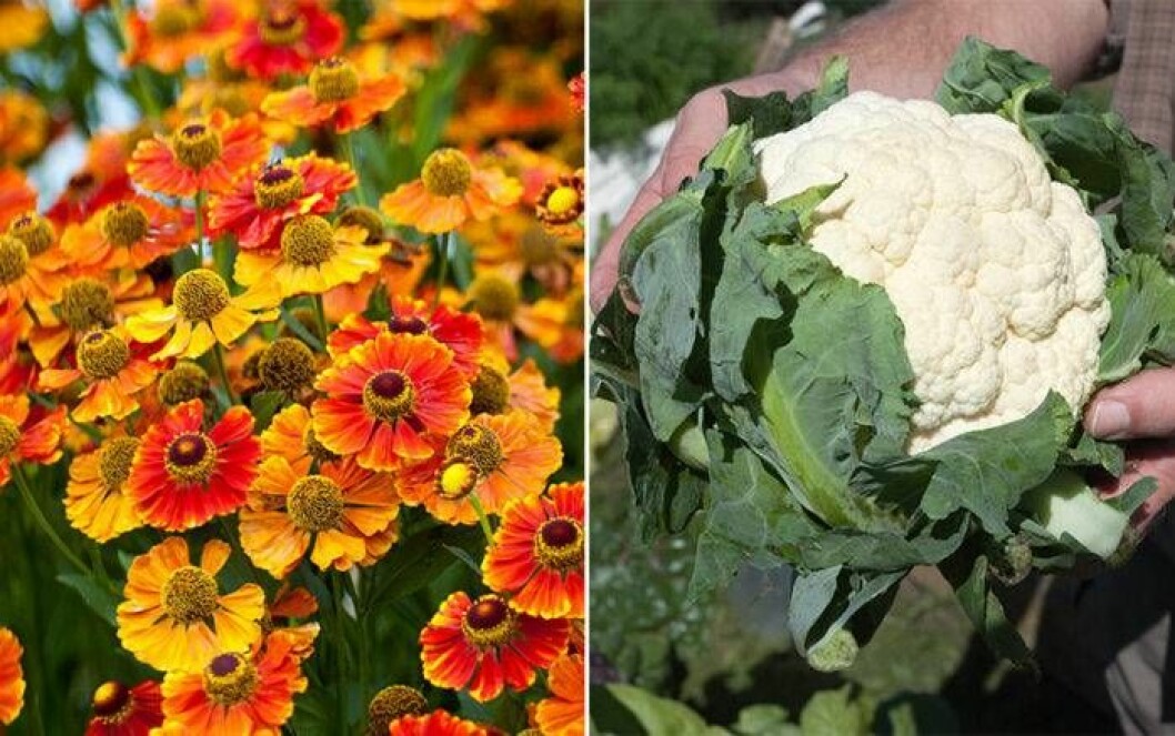 Dvärgzinnia och blomkål. Foto: IBL Dvärgzinnia och blomkål är växter som trivs ihop.