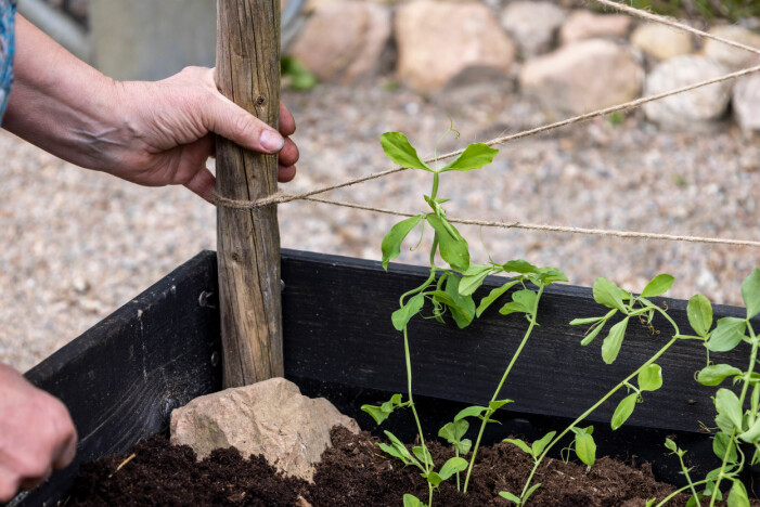 The sticks should stand as firmly as possible. The earth around them should be packed, and also feel free to support it with a stone. Pallet collar with scented peas